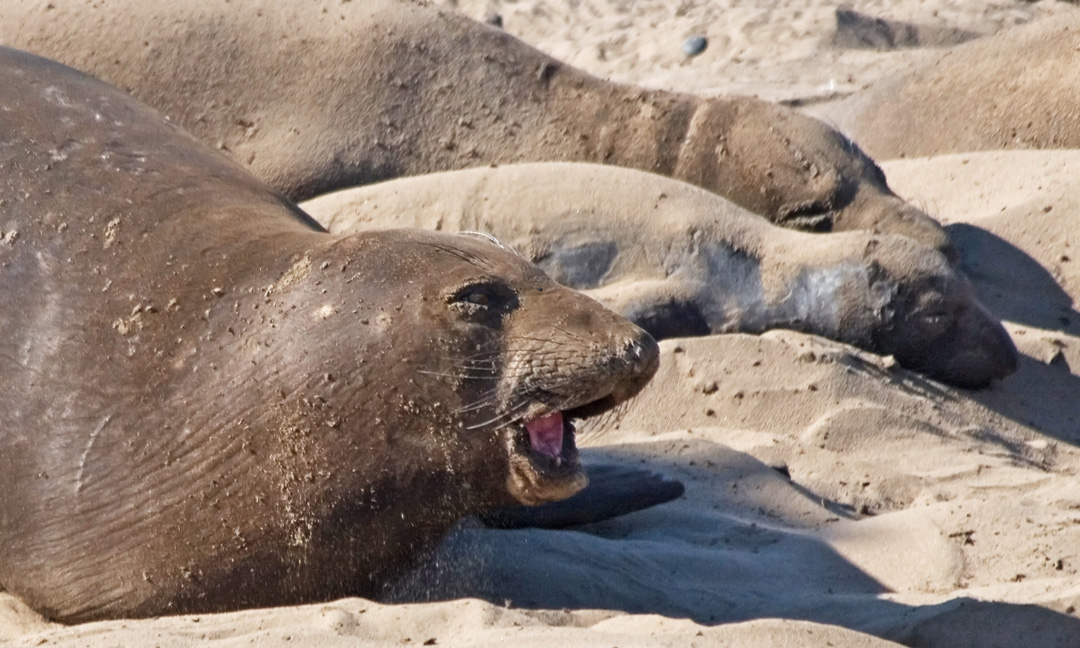 brok seal of amateur